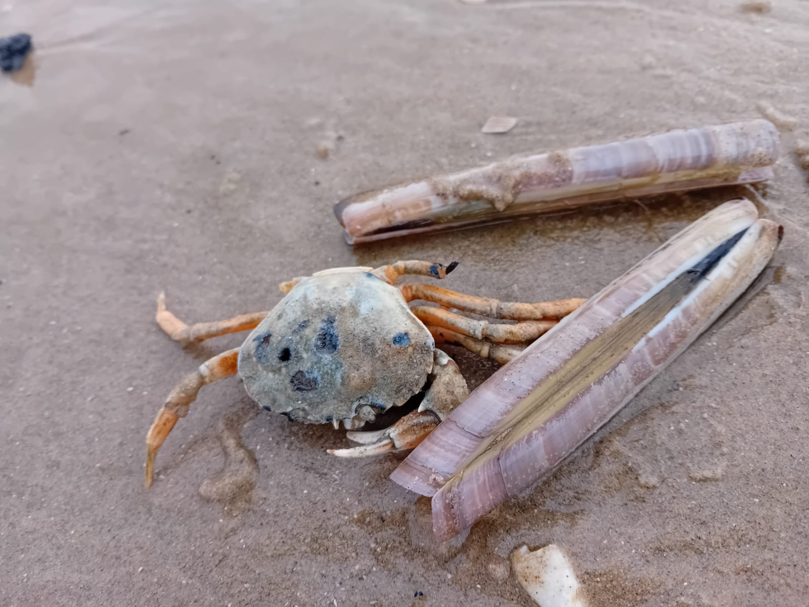 strandvis cursus bijvangst